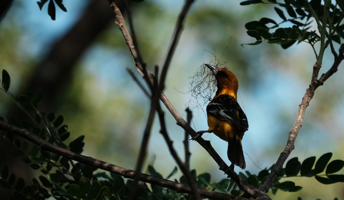 Streak-backed Oriole - ML640270198