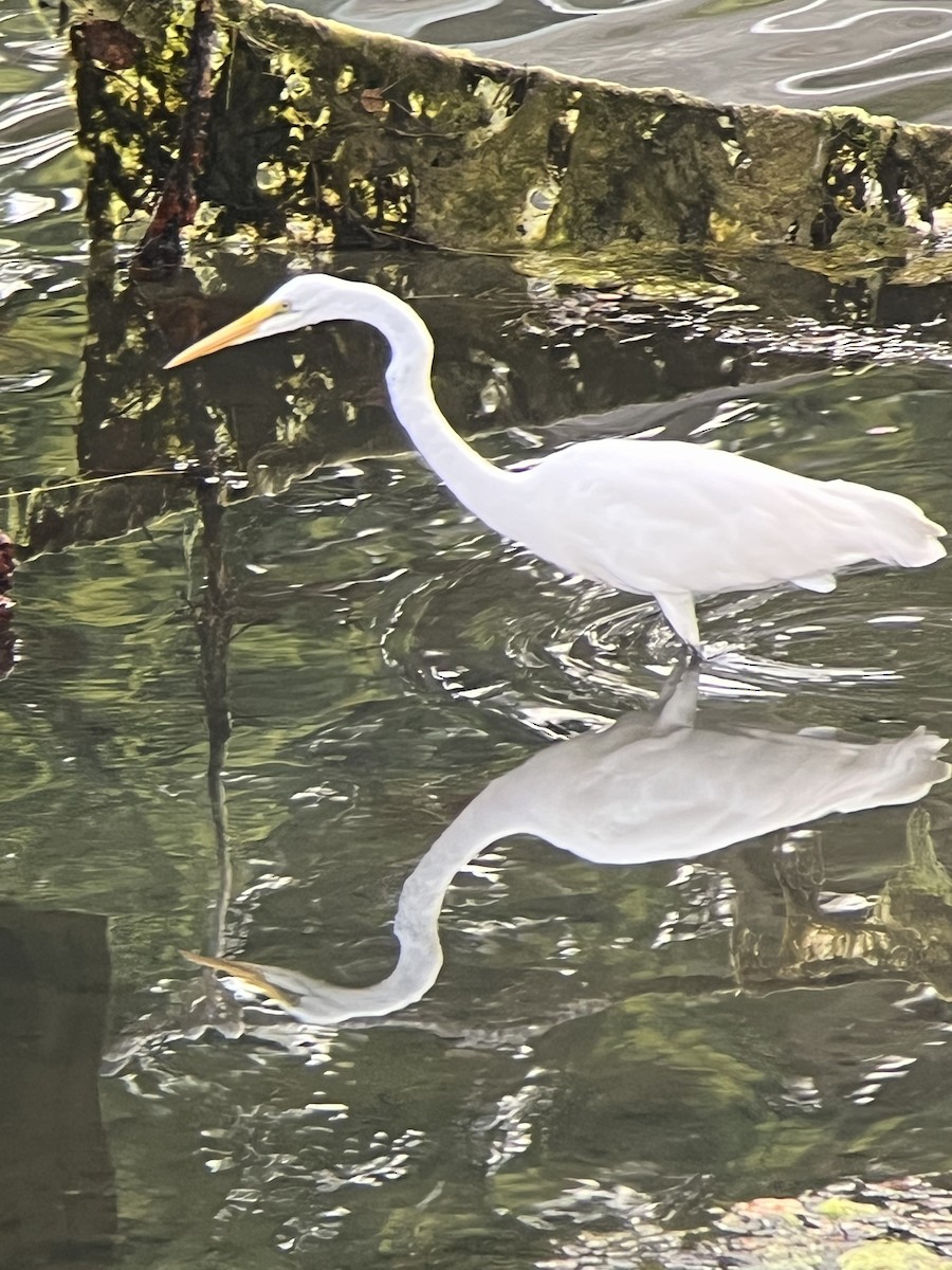 ダイサギ - ML640270204