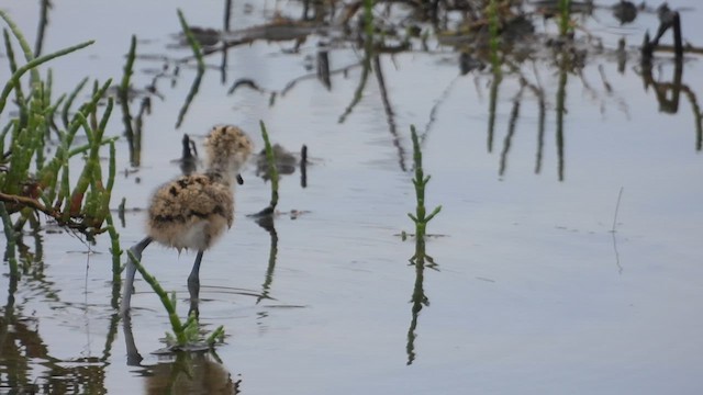Black-necked Stilt - ML640270220