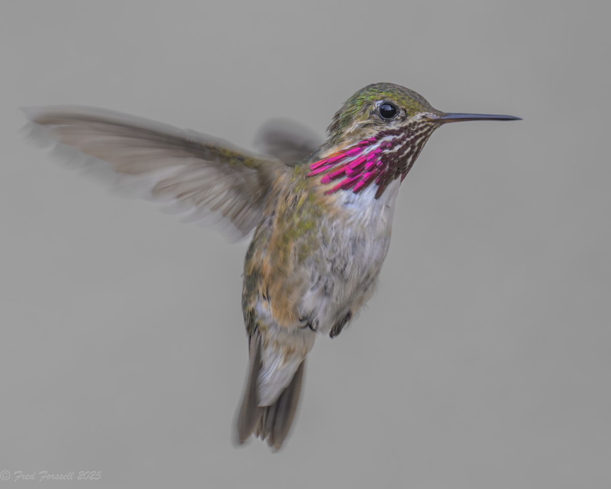 Calliope Hummingbird - ML640270222