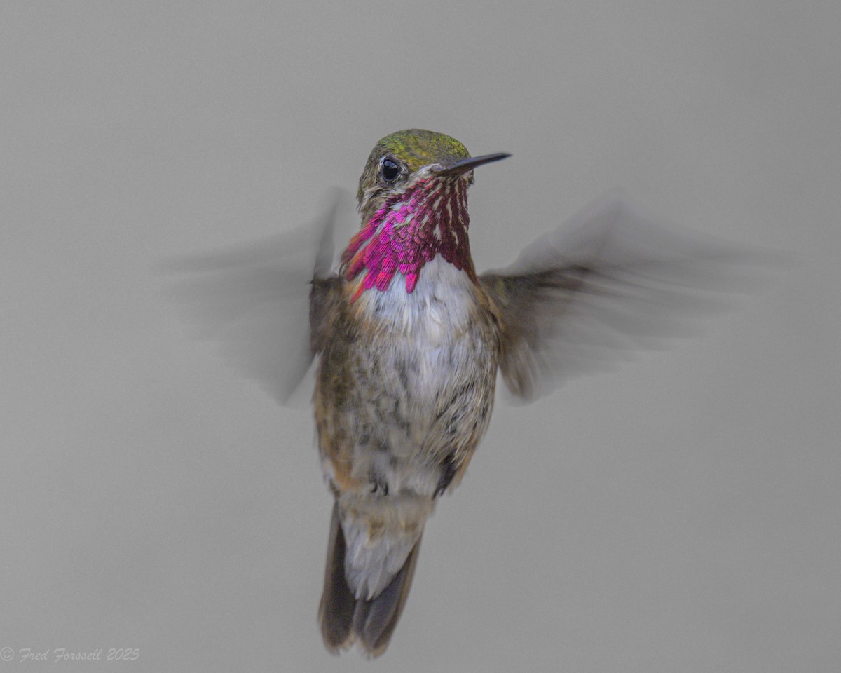 Calliope Hummingbird - ML640270226
