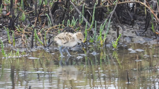 Black-necked Stilt - ML640270243