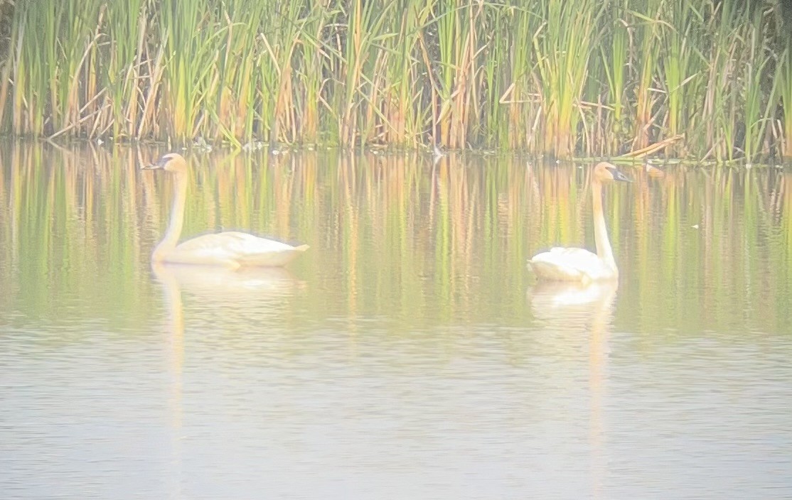 Cygne trompette - ML640270319