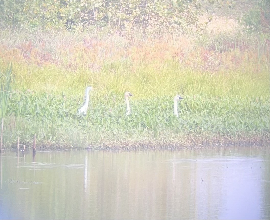 Cygne trompette - ML640270320