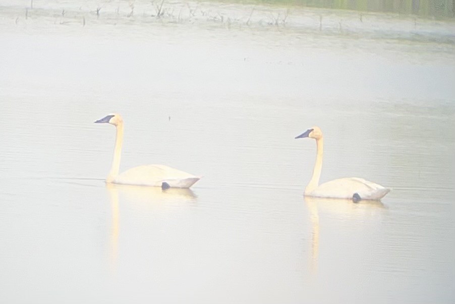 Cygne trompette - ML640270321