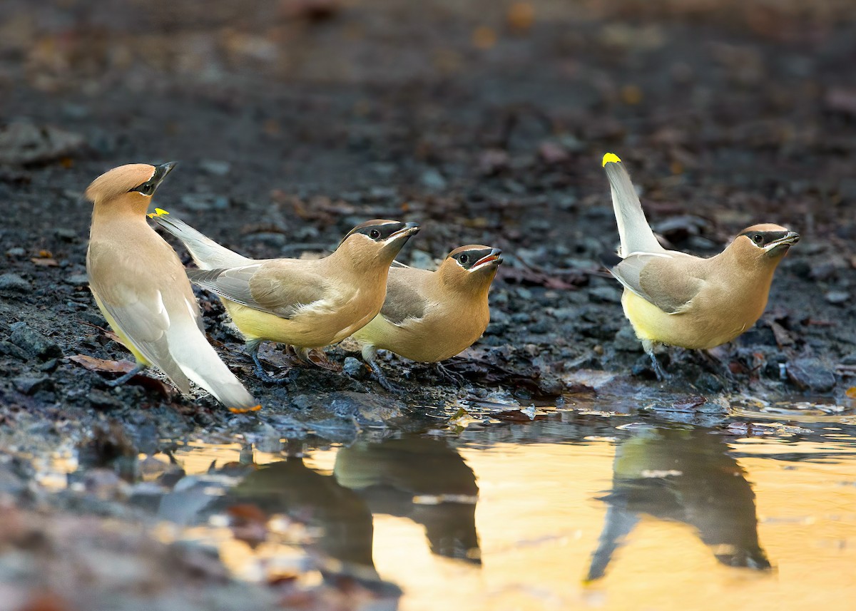Cedar Waxwing - ML640270360