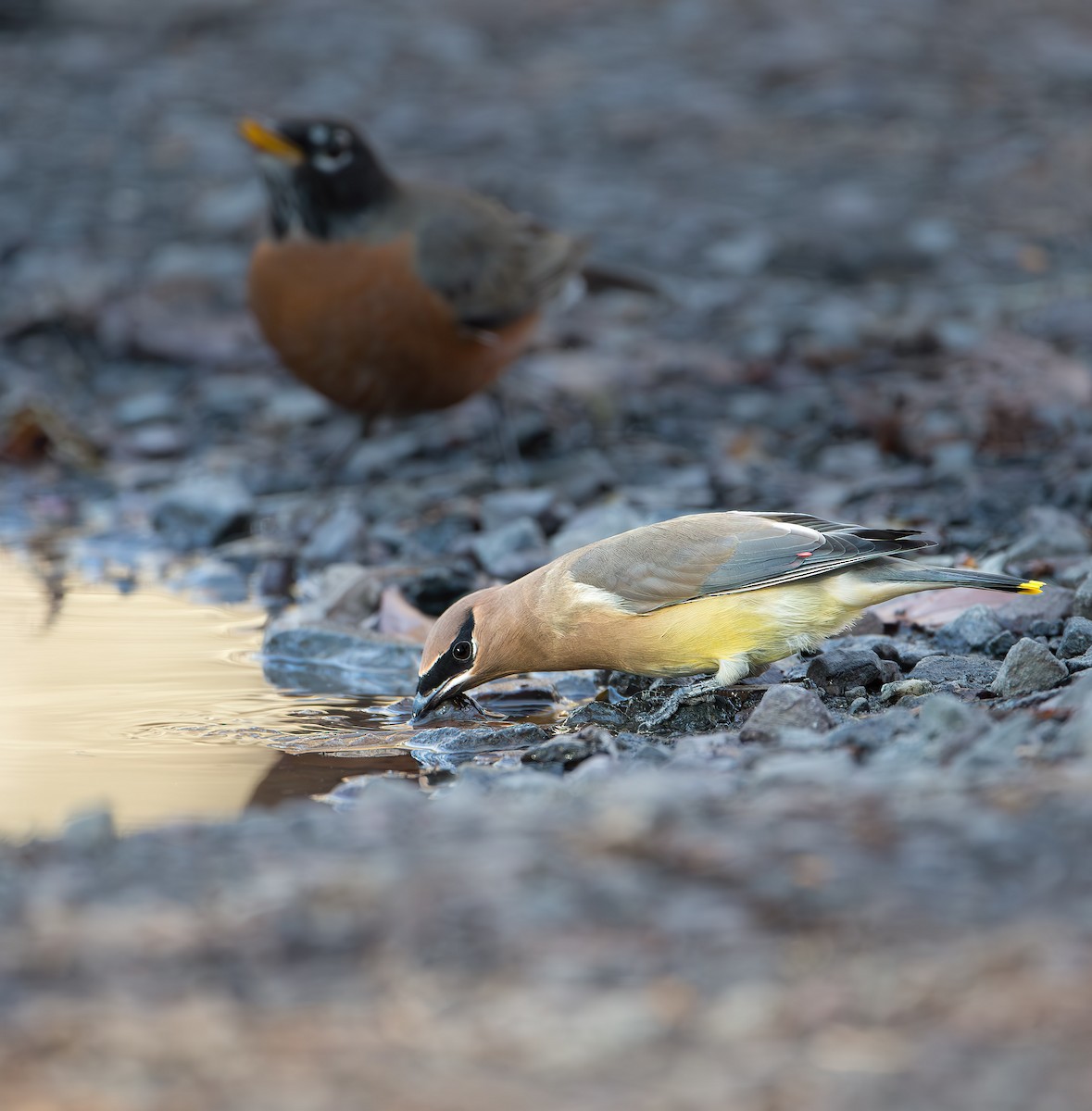 Cedar Waxwing - ML640270424