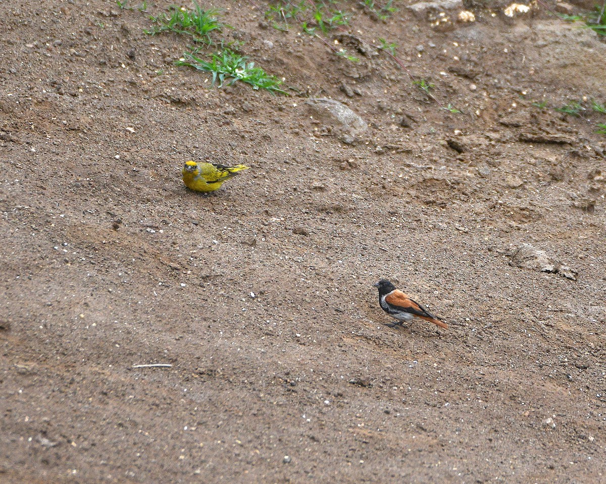 Black-headed Canary (Black-headed) - ML640270444