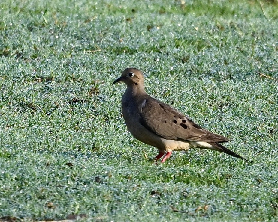 Carolinataube - ML640270446