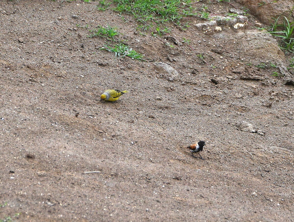 Black-headed Canary (Black-headed) - ML640270447