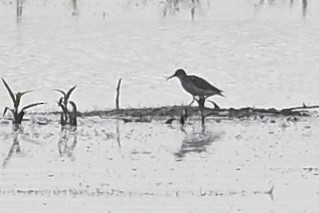 Watvogel, unbestimmt - ML640270453