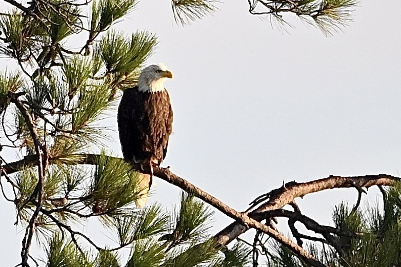 Weißkopf-Seeadler - ML640270466