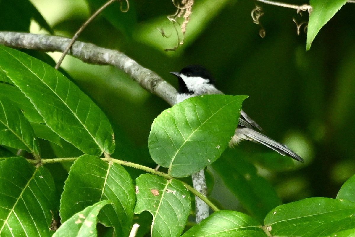 Carolinameise - ML640270486