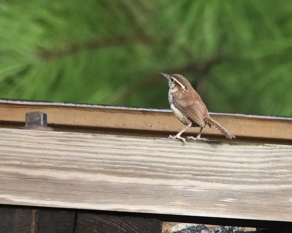 Carolinazaunkönig - ML640270490