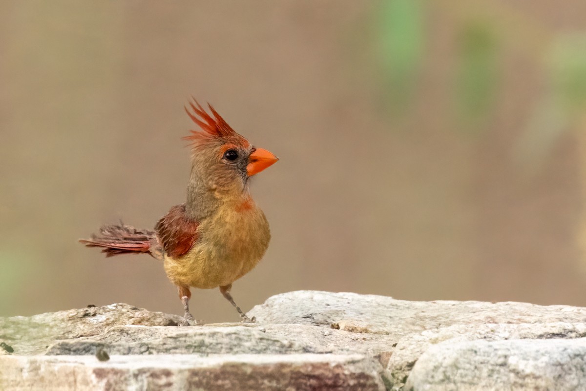Northern Cardinal - ML640270521