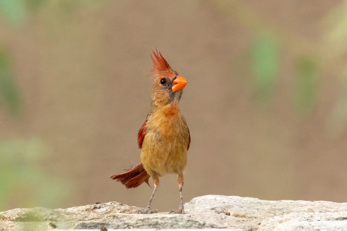 Northern Cardinal - ML640270522