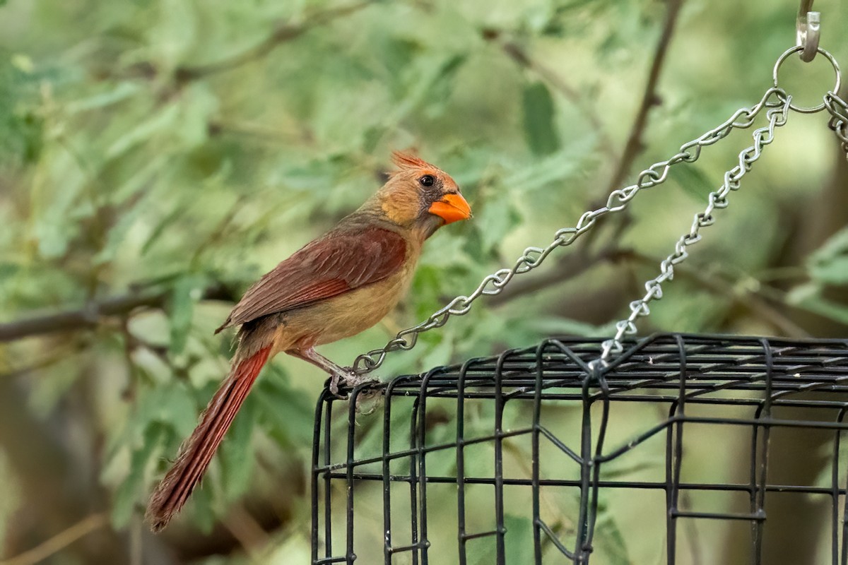 Northern Cardinal - ML640270524