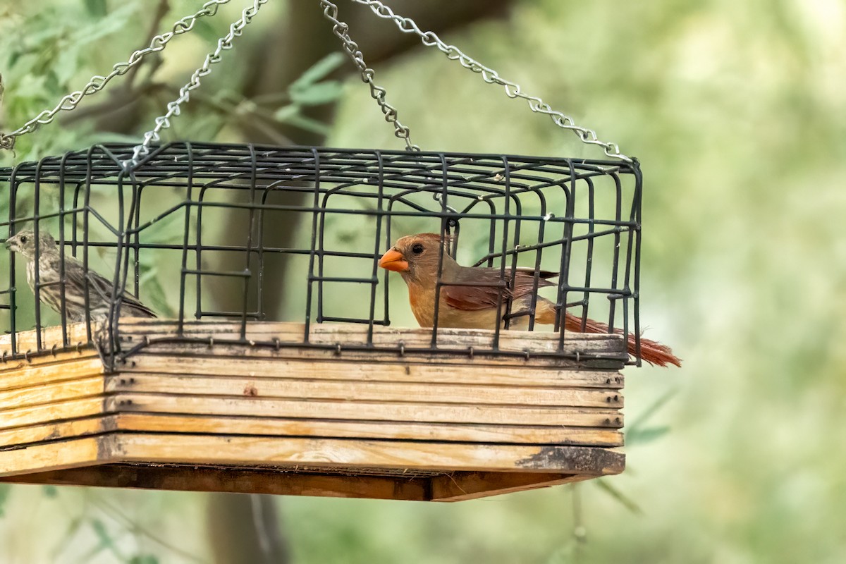 Northern Cardinal - ML640270525
