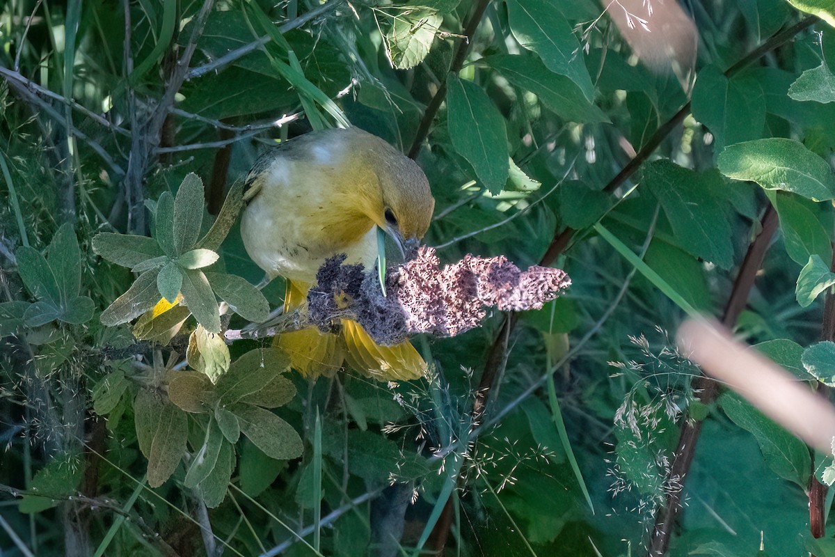 Bullock Turpiyalı - ML640270549