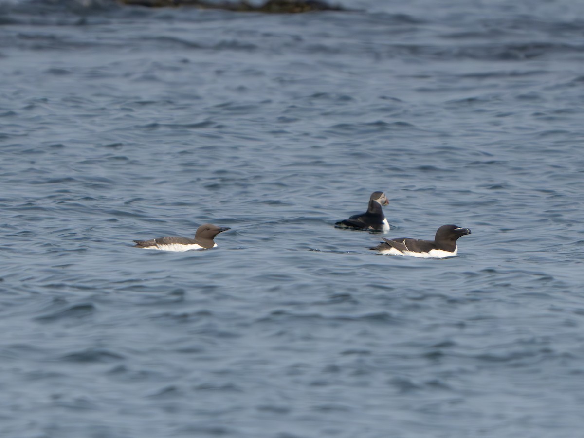 Common Murre - ML640270559