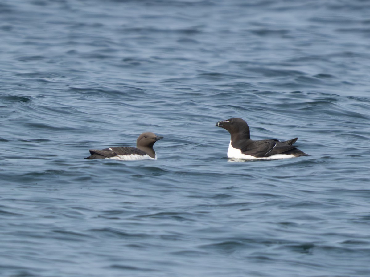 Common Murre - ML640270562