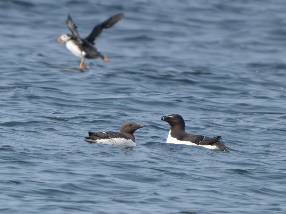 Common Murre - ML640270564