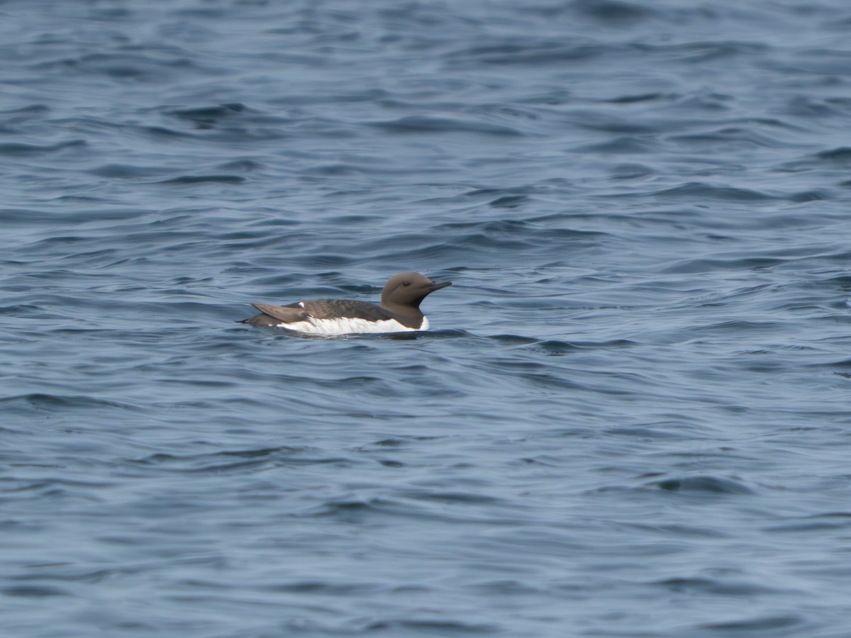 Common Murre - ML640270580