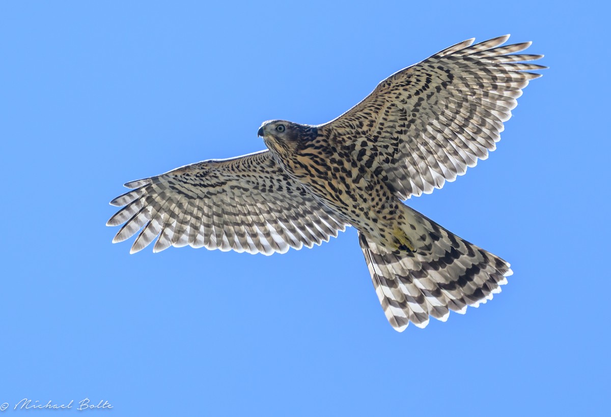 American Goshawk - ML640270616