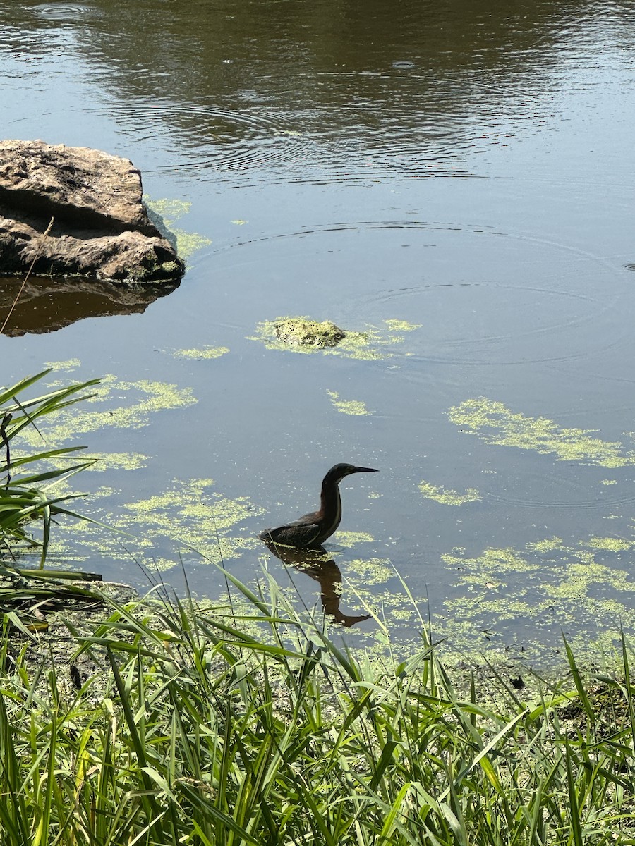 Green Heron - ML640270629