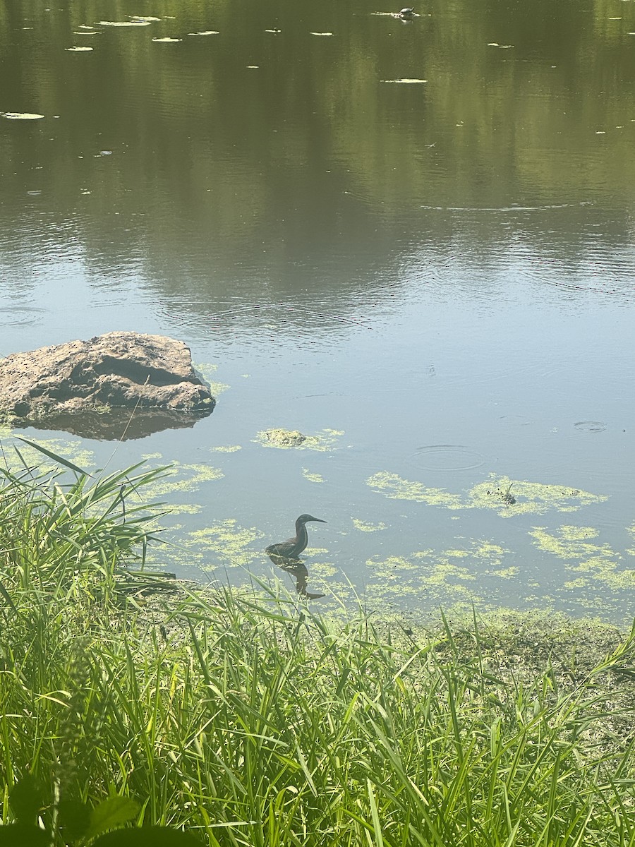 Green Heron - ML640270630