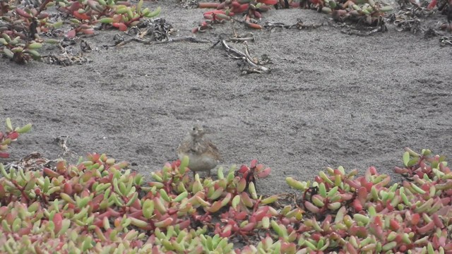 Least Seedsnipe - ML640270659