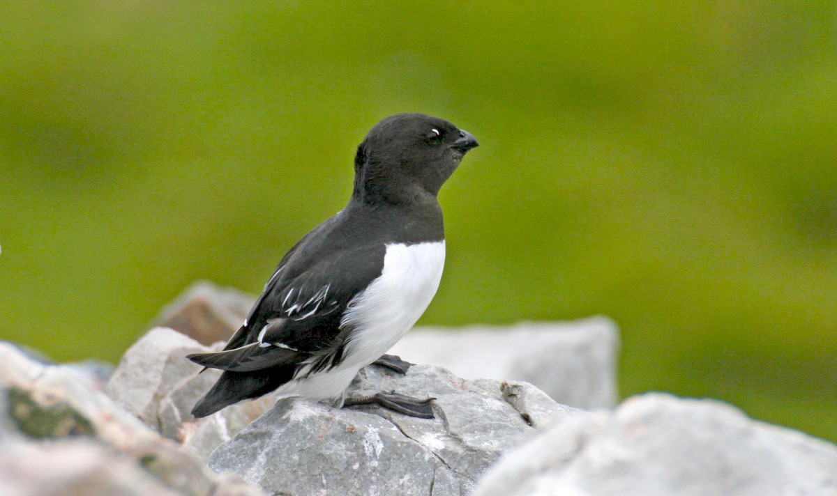 Dovekie - ML640270844