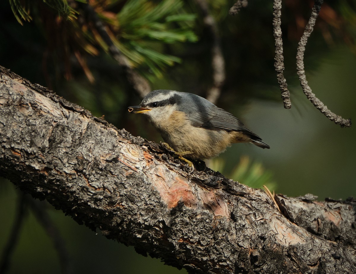 ムネアカゴジュウカラ - ML640270867