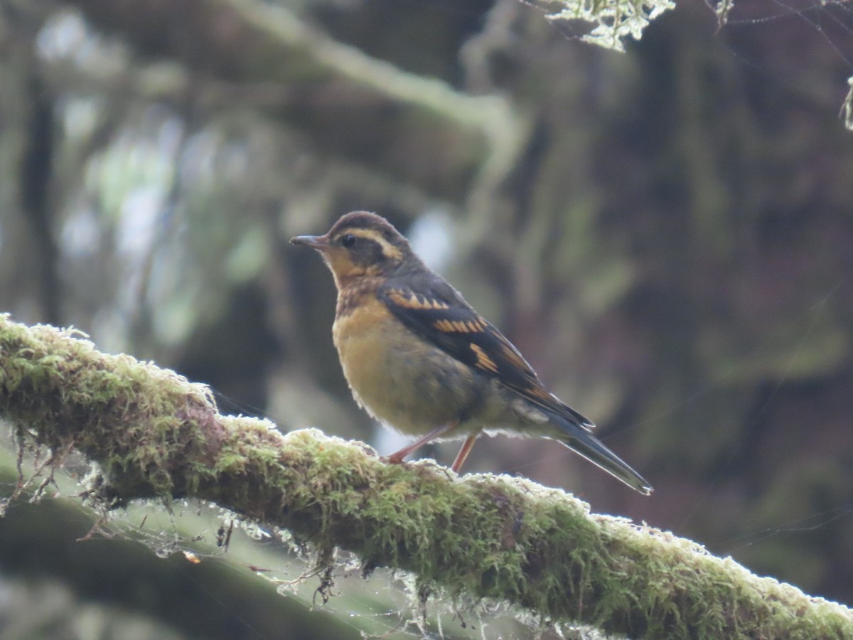 Varied Thrush - ML640270954