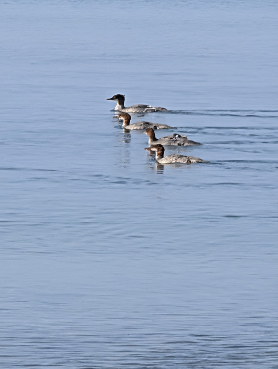 川秋沙 - ML640271045