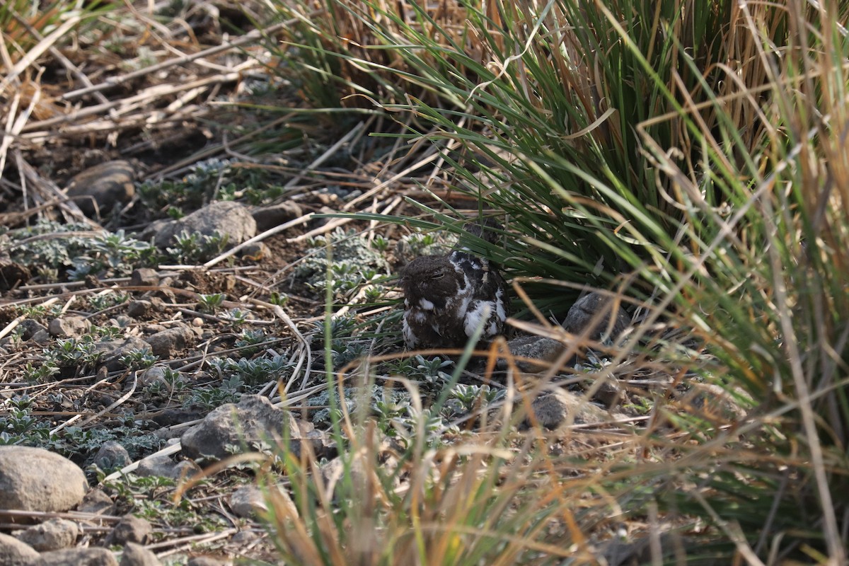 nightjar sp. - ML640271126