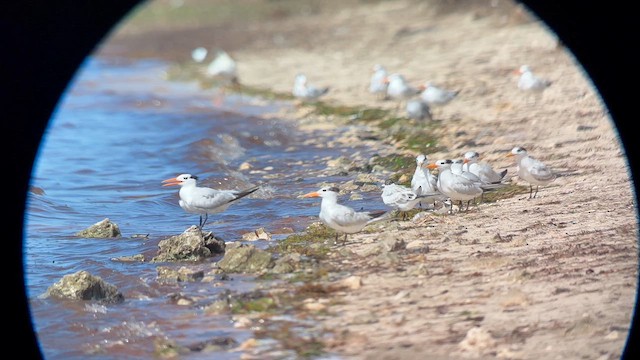 Royal Tern - ML640271247