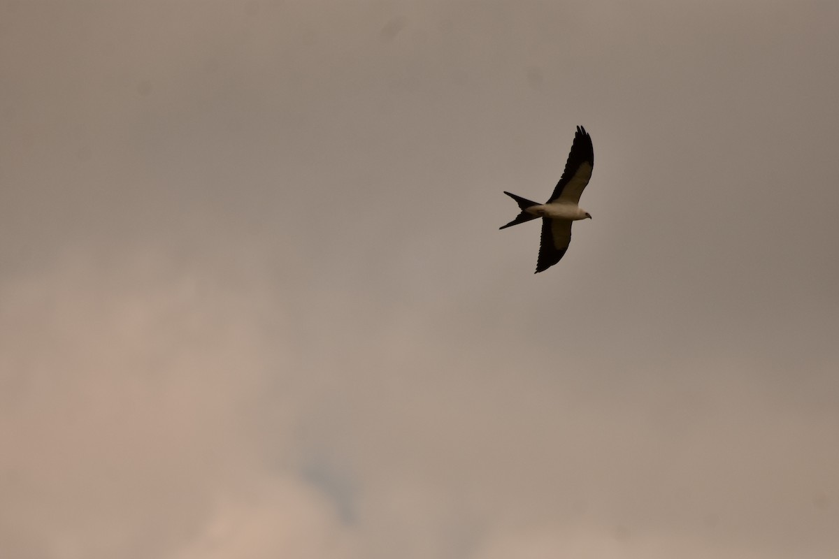 Swallow-tailed Kite - ML640271250
