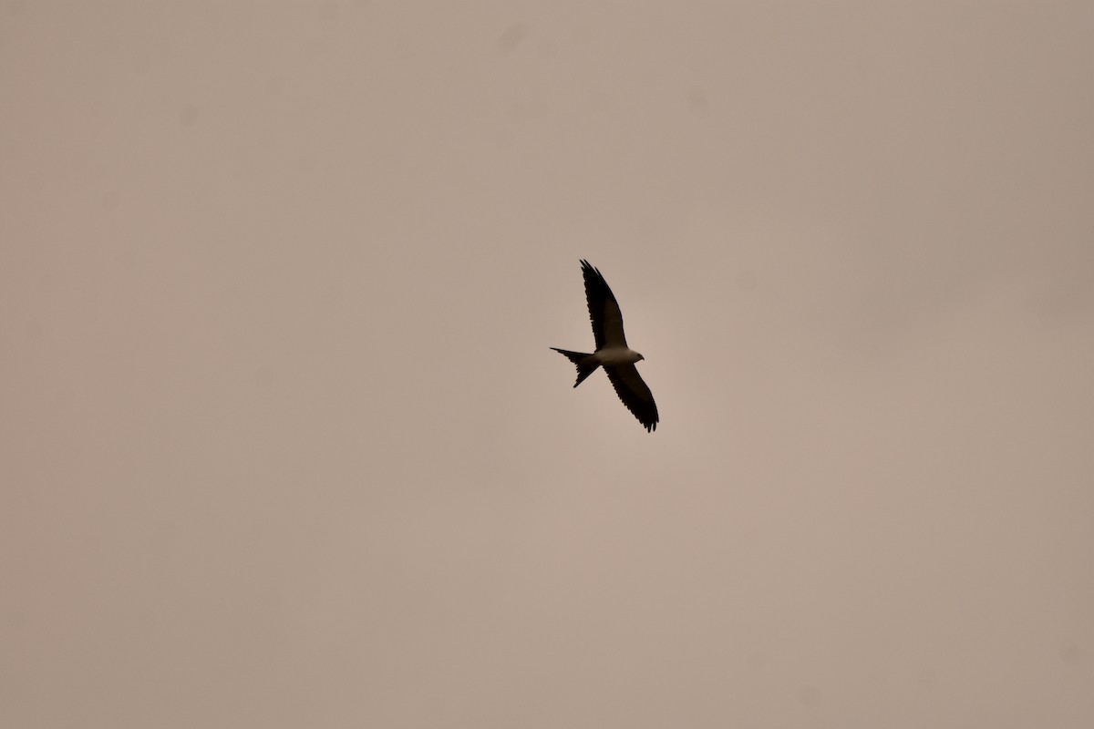 Swallow-tailed Kite - ML640271266