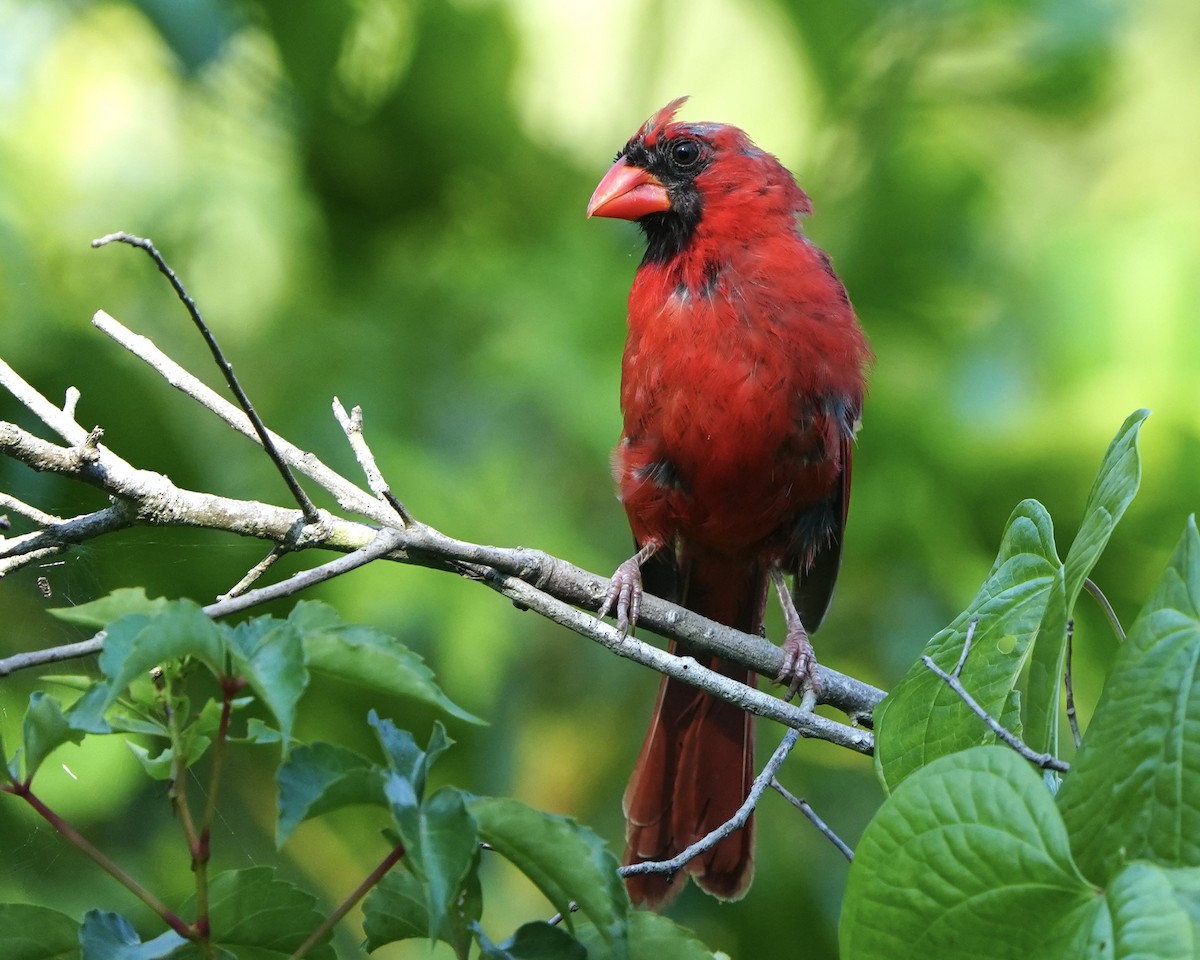 Northern Cardinal - ML640271317