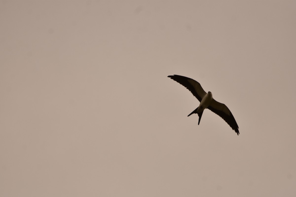Swallow-tailed Kite - ML640271358