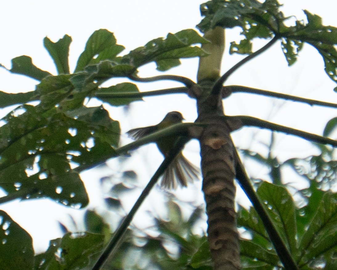 Golden-crowned Warbler - ML640271361