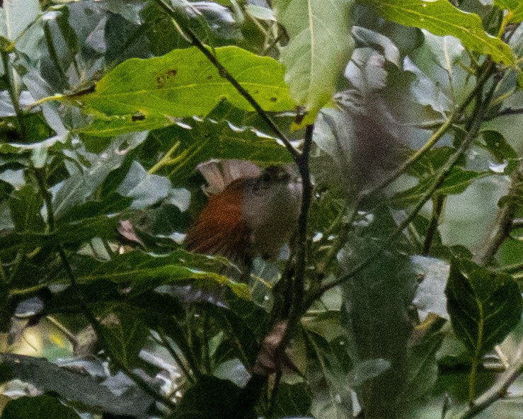 Rufous-backed Antvireo - ML640271396