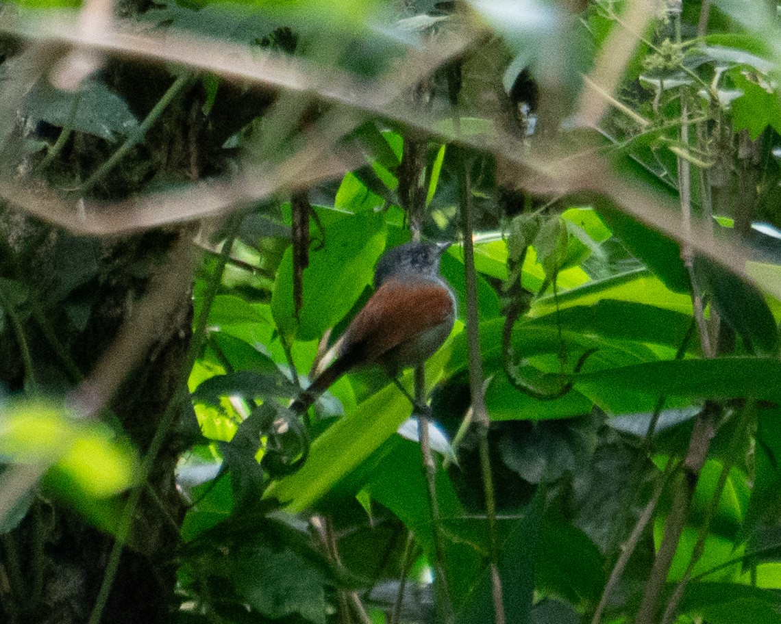Rufous-backed Antvireo - ML640271397