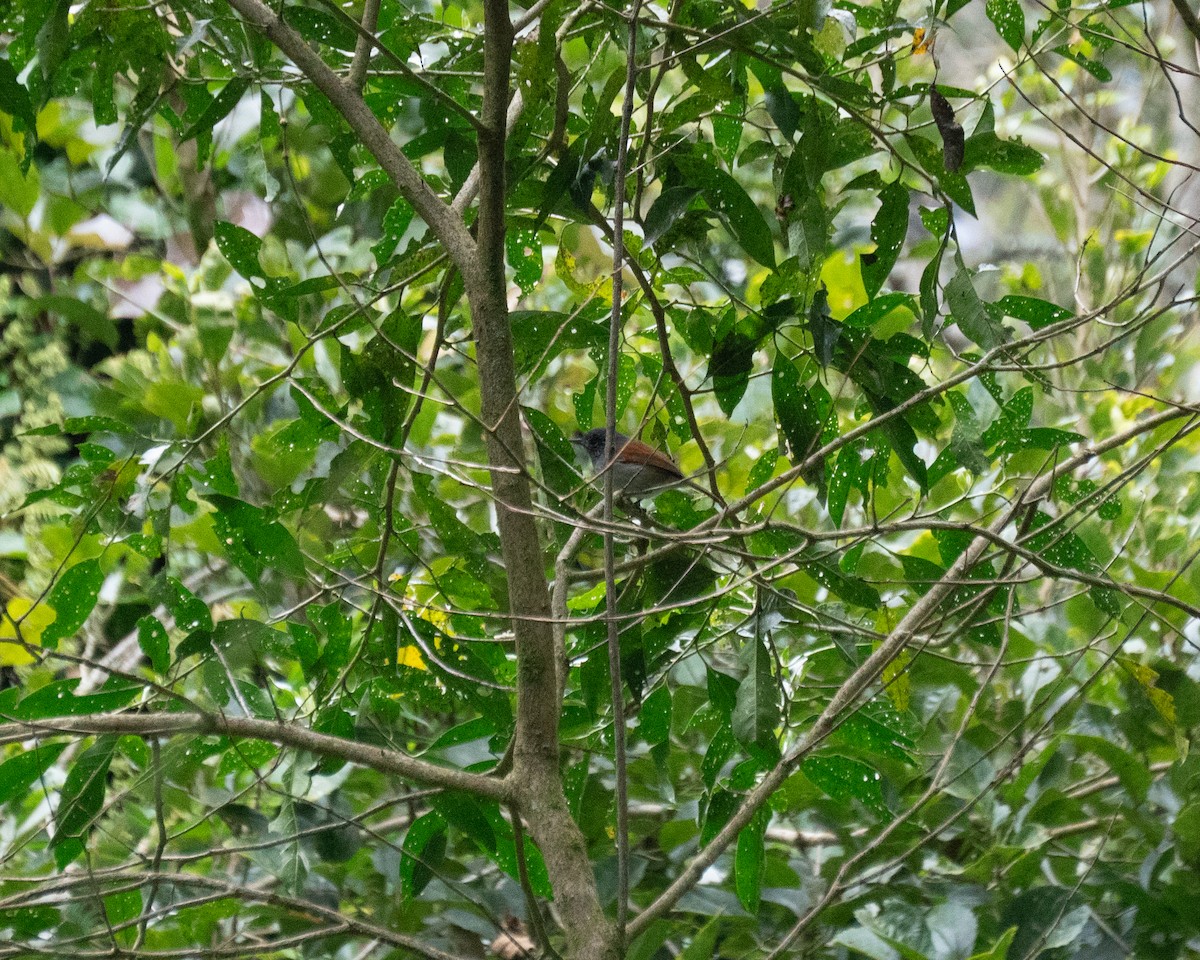 Rufous-backed Antvireo - ML640271398
