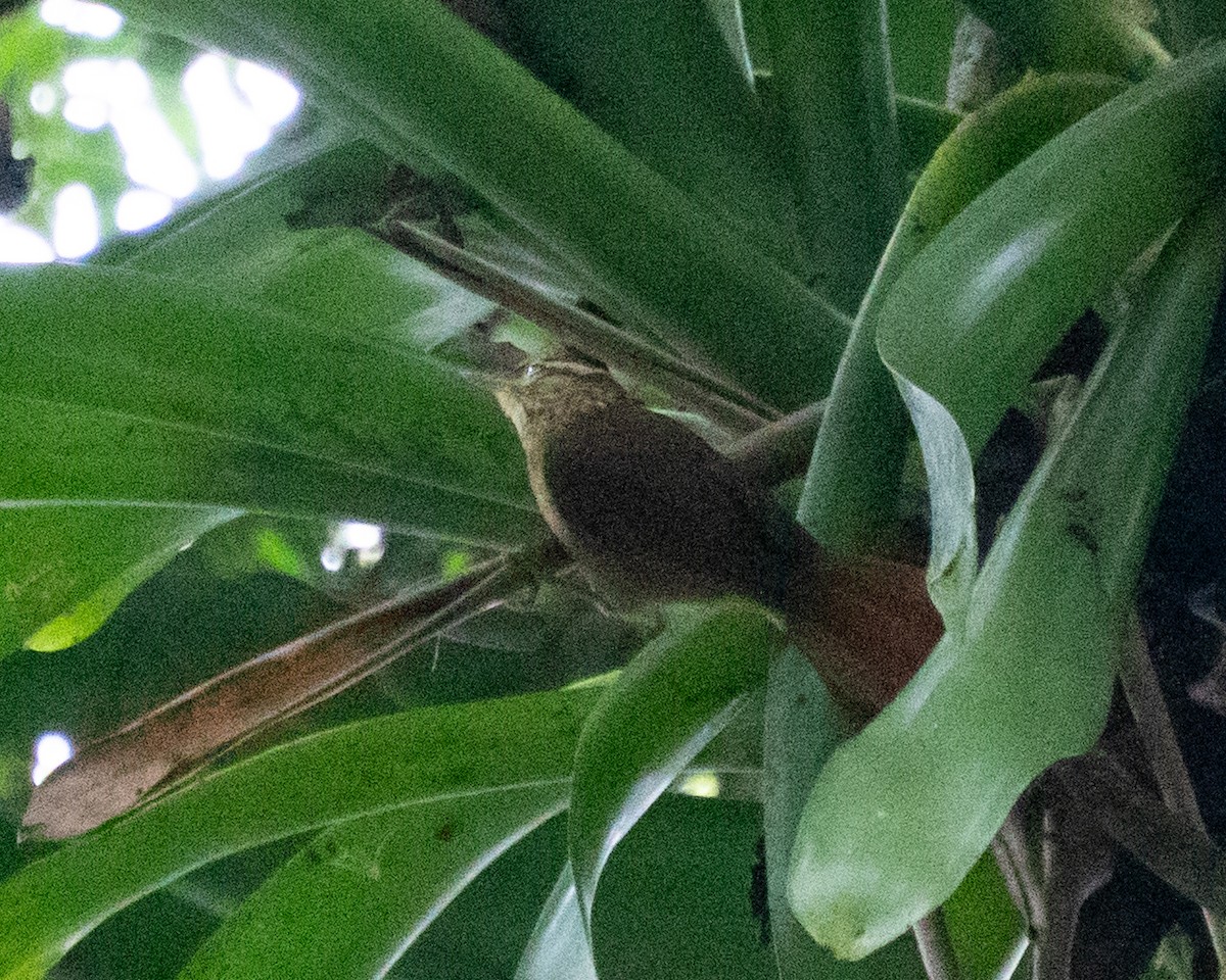 White-browed Foliage-gleaner - ML640271444