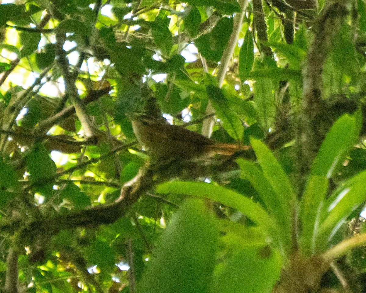 White-browed Foliage-gleaner - ML640271445