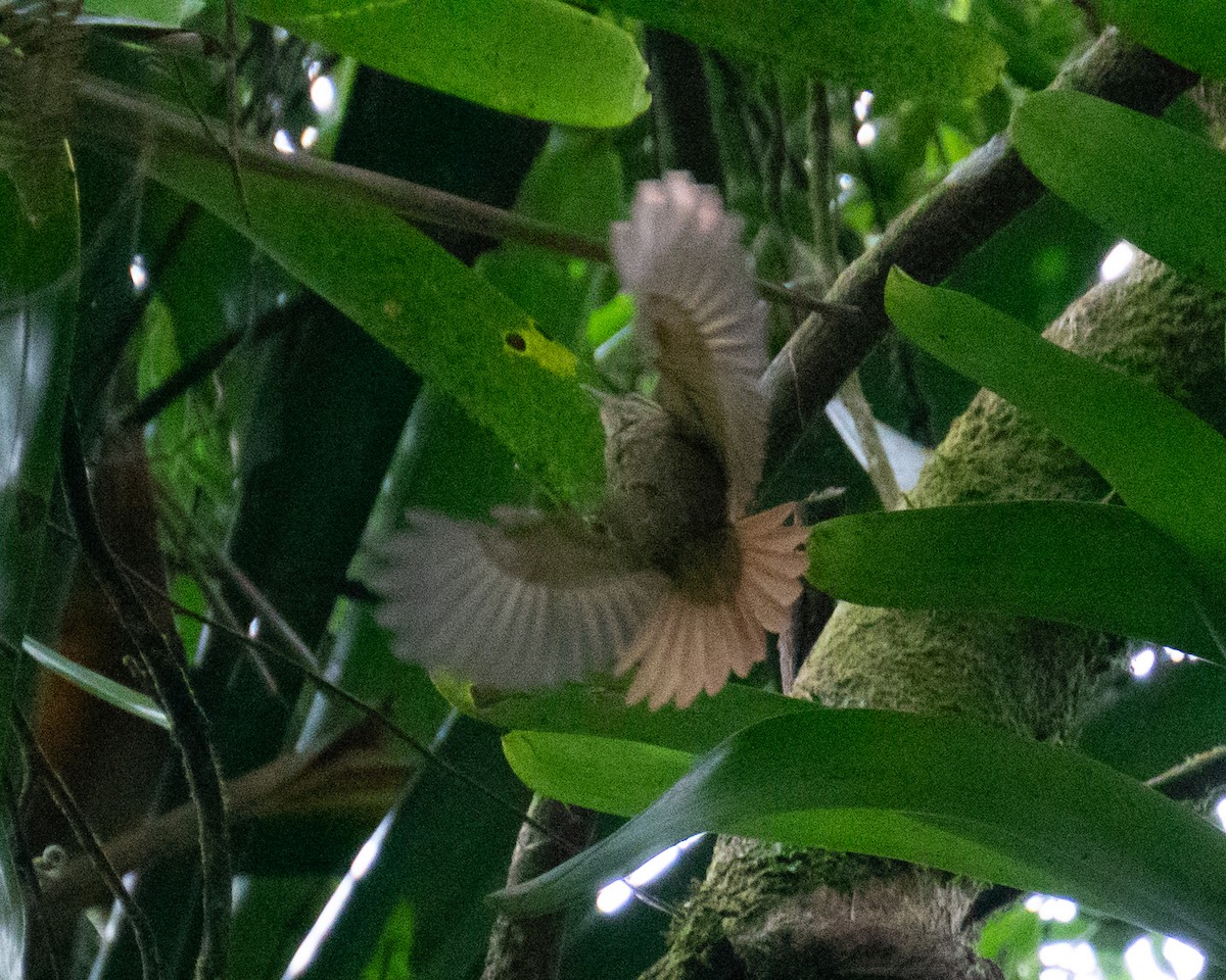 White-browed Foliage-gleaner - ML640271446