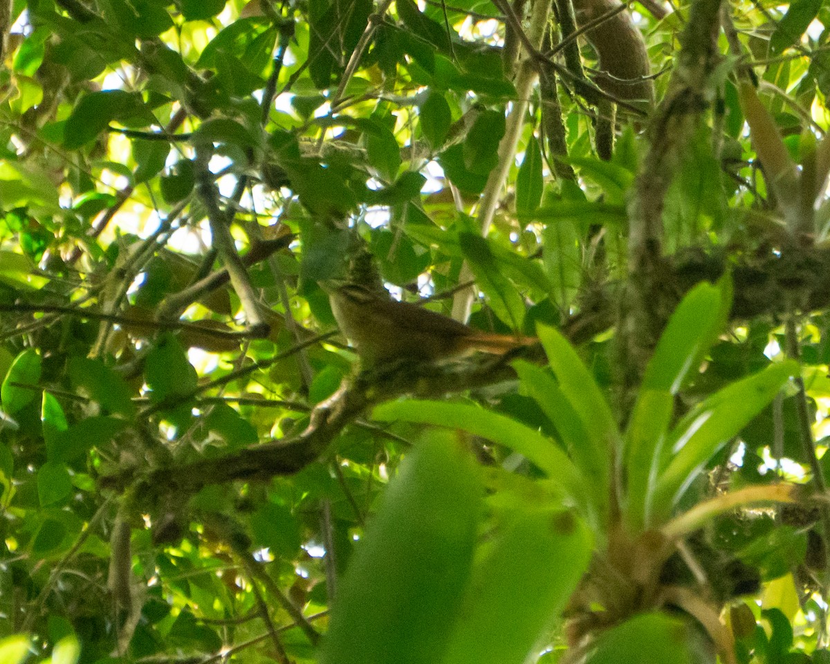 White-browed Foliage-gleaner - ML640271447
