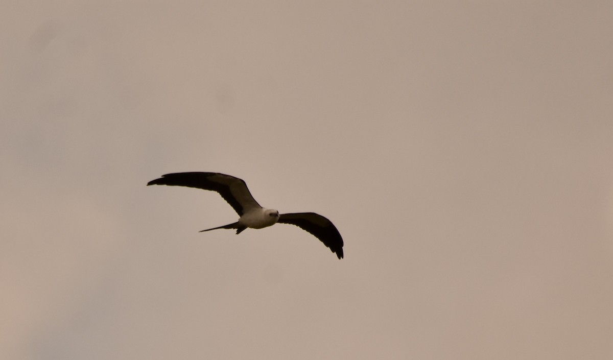 Swallow-tailed Kite - ML640271450